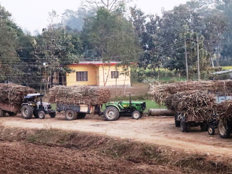 सडक छेउमा उखुका ट्रली : दुर्घटनाको जोखिम उच्च